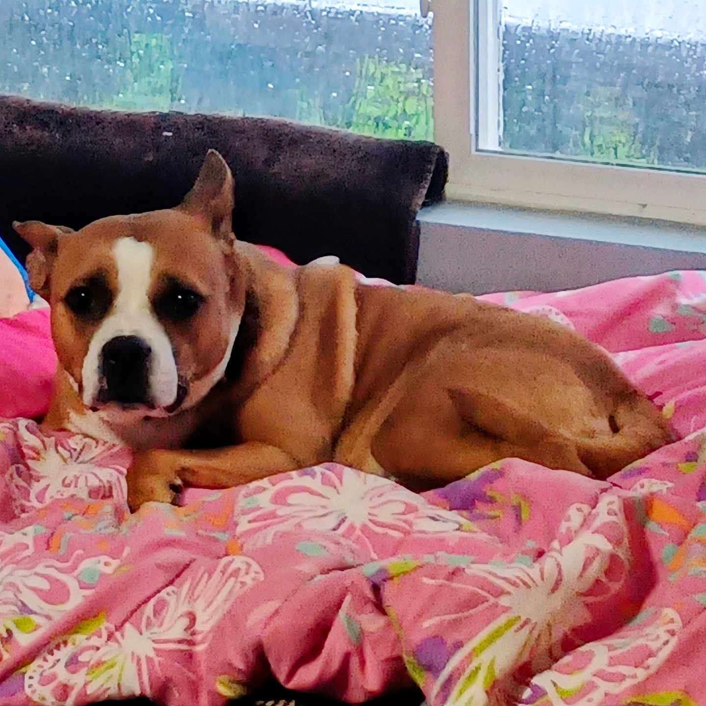 Sissy is registered to the contest to win money with this photo: dog, brown_dog, indoor, blanket, pink_blanket, floral_pattern, window, rainy_window, couch, resting, pet, canine, cozy, animal, fur, mammal, relaxed, bedroom, home, comfort