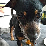 Spencer joined the competition — help win amazing prizes! dog, black_dog, tan_markings, close_up, pet, animal, whiskers, ears, eyes, fur, indoor, blanket, bed, curious, canine, small_dog, household, portrait, candid, friendly