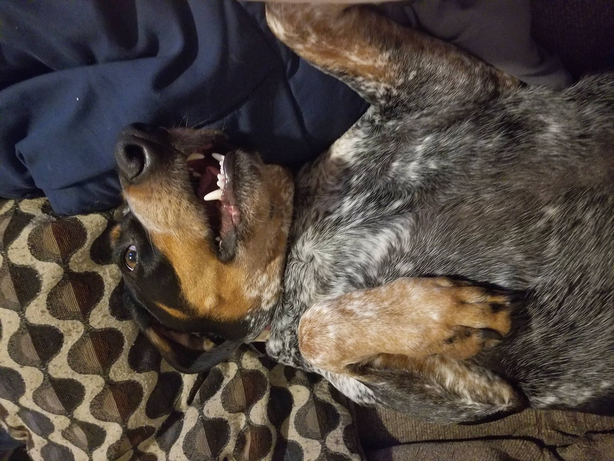 Alli is registered to the contest to win money with this photo: airedale_terrier, canidae, carnivore, claw, comfort, companion_dog, dog, dog_breed, felidae, fur, guard_dog, nap, paw, small_to_medium_sized_cats, snout, sporting_group, tail, terrier, welsh_terrier, whiskers