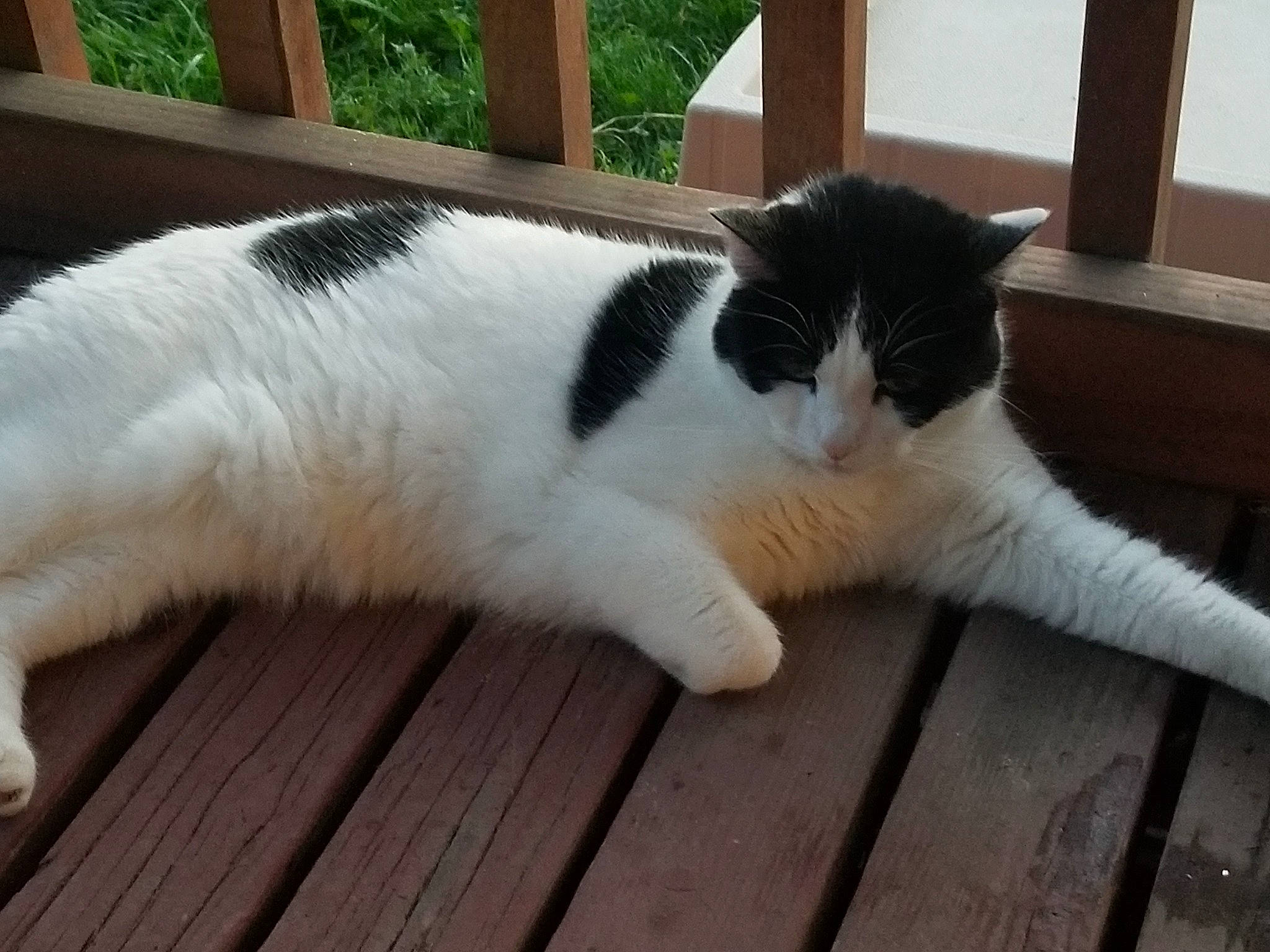 Moo is registered to the contest to win money with this photo: carnivore, cat, claw, domestic_short_haired_cat, eye, felidae, flooring, foot, formal_wear, fur, hair, hardwood, paw, small_to_medium_sized_cats, snout, tail, terrestrial_animal, whiskers, wood, wood_flooring