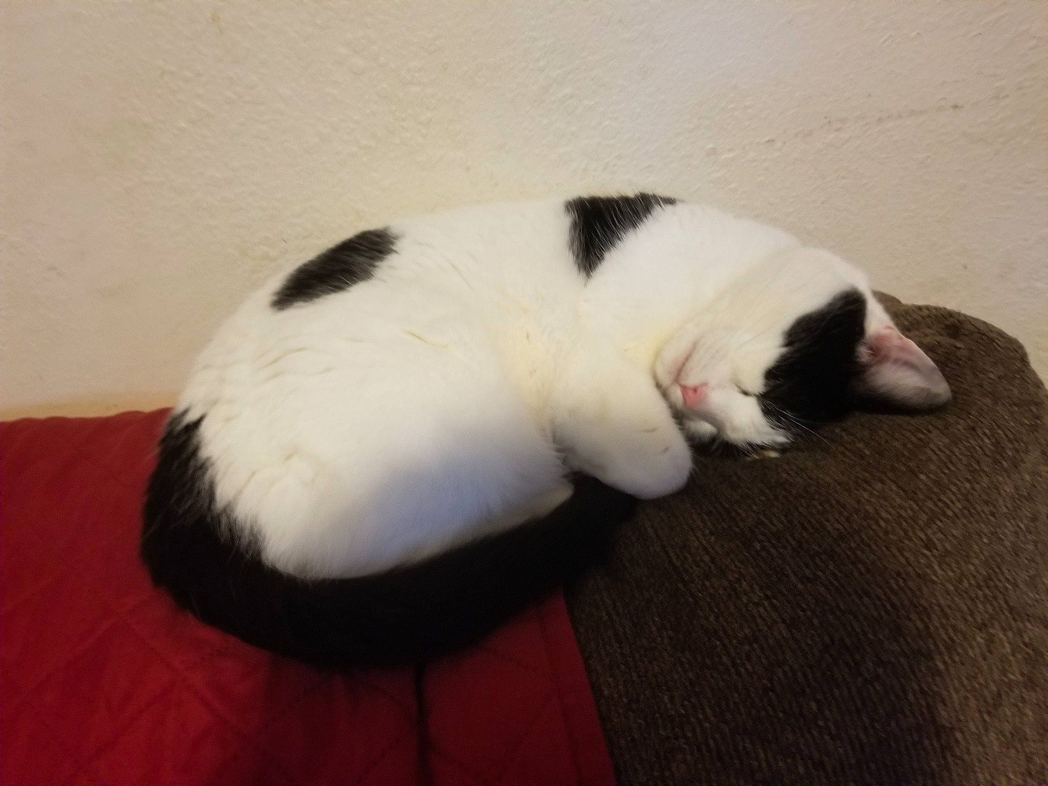 Moo is registered to the contest to win money with this photo: canidae, carnivore, cat, claw, comfort, dog_breed, domestic_short_haired_cat, felidae, flooring, fur, hardwood, nap, paw, sleep, small_to_medium_sized_cats, tail, terrestrial_animal, whiskers, wood