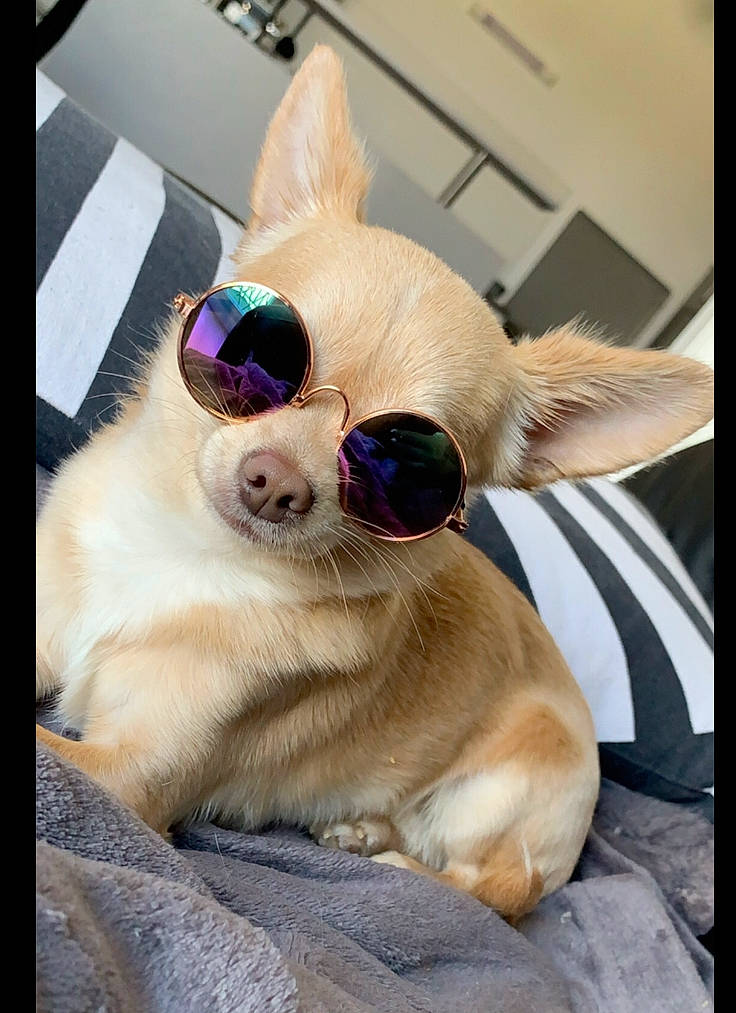 Merlot a rejoint le concours — aidez-le/la à gagner de superbes lots ! canidae, carnivore, companion_dog, dog, dog_breed, ear, eyewear, fawn, glasses, mammal, non_sporting_group, nose, puppy, retriever, snout, sporting_group, sunglasses, vision_care, whiskers