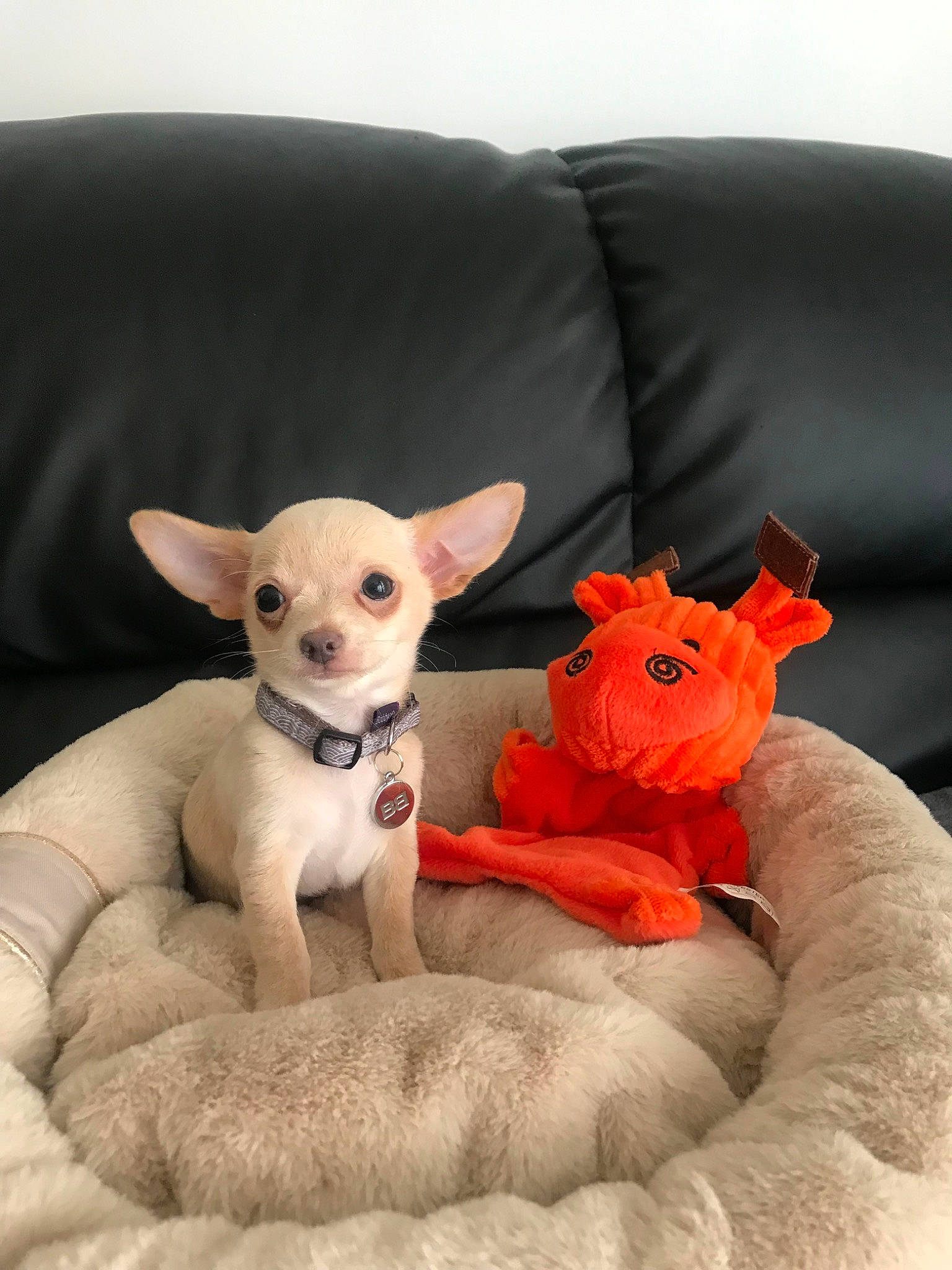 Merlot a rejoint le concours — aidez-le/la à gagner de superbes lots ! canidae, carnivore, cat, chihuahua, companion_dog, dog, dog_breed, fawn, mammal, non_sporting_group, puppy, russkiy_toy, snout, toy_dog, vertebrate