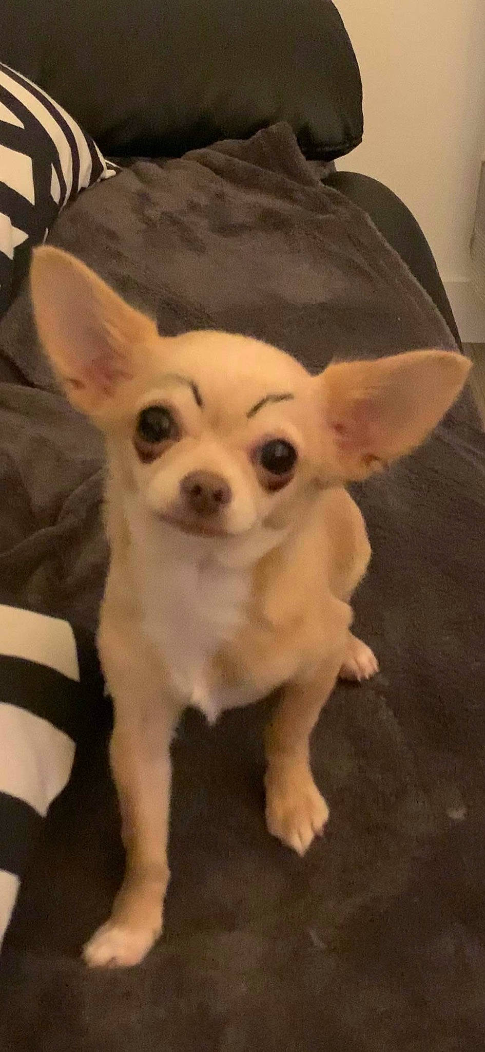 Merlot a rejoint le concours — aidez-le/la à gagner de superbes lots ! canidae, carnivore, chihuahua, companion_dog, corgi_chihuahua, dog, dog_breed, ear, eye, fawn, head, mammal, nose, puppy, skin, snout, sporting_group, toy_dog, vertebrate, whiskers