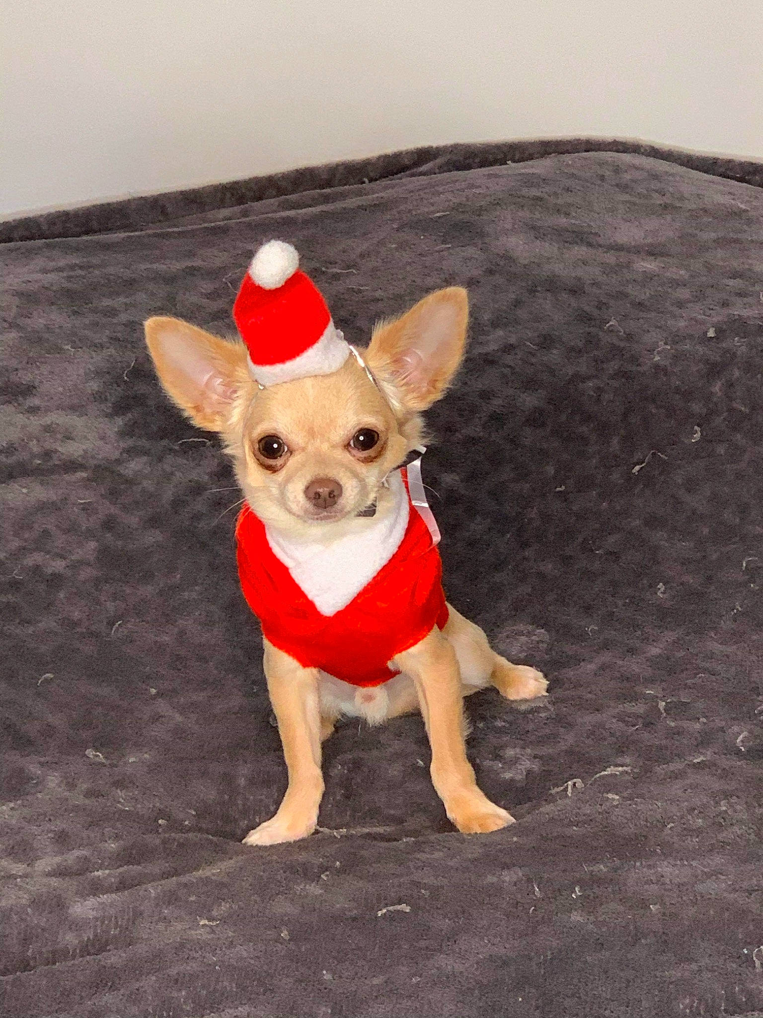 Merlot a rejoint le concours — aidez-le/la à gagner de superbes lots ! canidae, carnivore, chihuahua, companion_dog, corgi_chihuahua, dog, dog_breed, dog_clothes, dog_supply, fawn, headgear, mammal, miniature_fox_terrier, puppy, russkiy_toy, snout, tail, toy_dog, vertebrate