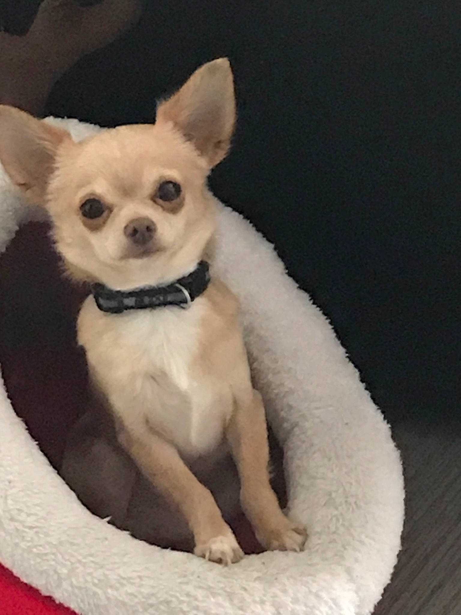 Merlot participe au concours pour gagner de l'argent avec cette photo : ancient_dog_breeds, canidae, carnivore, chihuahua, companion_dog, dog, dog_breed, ear, eye, fawn, fur, head, mammal, puppy, skin, snout, sporting_group, toy_dog, vertebrate, whiskers