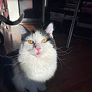 Spoon is registered to the contest to win money with this photo: black_and_white, bookshelf, cat, close_up, curious, domestic_animal, feline, fluffy, furniture, house, indoor, pet, pink_nose, shadow, sitting, sunlight, tail, whiskers, wooden_floor, yellow_eyes