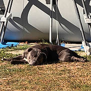 Pandor participe au concours pour gagner de l'argent avec cette photo : animal, backyard, black_dog, dog, domestic_animal, grass, ground, lying_down, outdoor, pet, playground_equipment, portrait, relaxed, resting, shadow, sleeping, sunlight, sunny, trampoline, yard