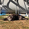 animal, backyard, black_dog, dog, domestic_animal, grass, ground, lying_down, outdoor, pet, playground_equipment, portrait, relaxed, resting, shadow, sleeping, sunlight, sunny, trampoline, yard
