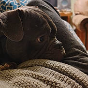 Deebo joined the competition — help win amazing prizes! animal, blanket, blue, brown, closeup, comfort, couch, cozy, dog, fur, home, indoor, knitted, patterned, pet, pillow, relaxed, resting, side_view, wood_floor