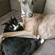 Uno participe au concours pour gagner de l'argent avec cette photo : dog, cat, couch, snuggling, pet, animal, fur, relaxing, indoor, companion, friendship, brindle, black_and_white, paw, nose, ear, tail, sleepy, domestic, cute