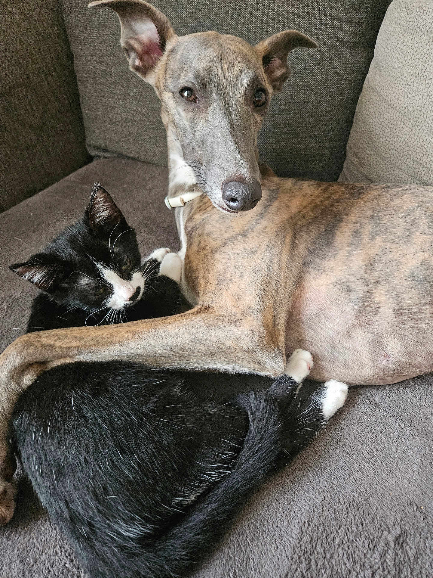 Uno participe au concours pour gagner de l'argent avec cette photo : dog, cat, couch, snuggling, pet, animal, fur, relaxing, indoor, companion, friendship, brindle, black_and_white, paw, nose, ear, tail, sleepy, domestic, cute