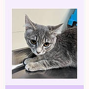 Khaleesi joined the competition — help win amazing prizes! cat, kitten, gray_cat, closeup, whiskers, pet, metal_surface, indoor, portrait, email_screenshot, mobile_screenshot, register_button, follow_text, social_icons, app_ui, reply_buttons, header_bar, purple_button, wall_background, cute