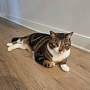 Jupiter is registered to the contest to win money with this photo: cat, tabby, pet, animal, feline, indoor, floor, wood_floor, resting, lying_down, white_paws, striped, domestic_cat, looking_at_camera, calm, cute, ears_up, whiskers, home, wall