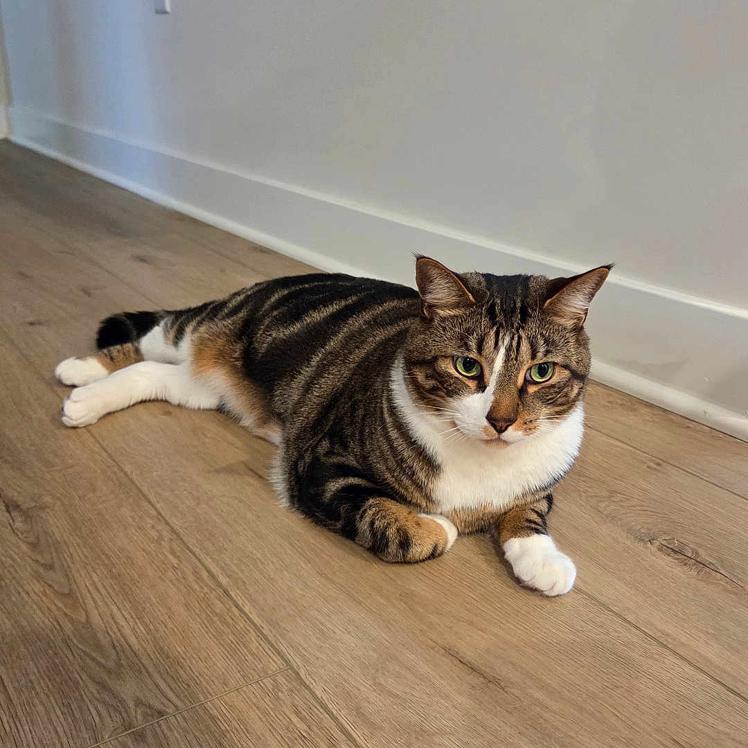 Jupiter is registered to the contest to win money with this photo: cat, tabby, pet, animal, feline, indoor, floor, wood_floor, resting, lying_down, white_paws, striped, domestic_cat, looking_at_camera, calm, cute, ears_up, whiskers, home, wall