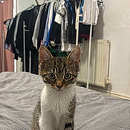 Freddie is registered to the contest to win money with this photo: animal, bed, bedroom, cat, clothes_rack, curious, cute, domestic_cat, feline, fur, gray_bedspread, indoor, kitten, pet, radiator, sitting, small_animal, tabby, whiskers, young_cat