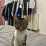 animal, bed, bedroom, cat, clothes_rack, curious, cute, domestic_cat, feline, fur, gray_bedspread, indoor, kitten, pet, radiator, sitting, small_animal, tabby, whiskers, young_cat