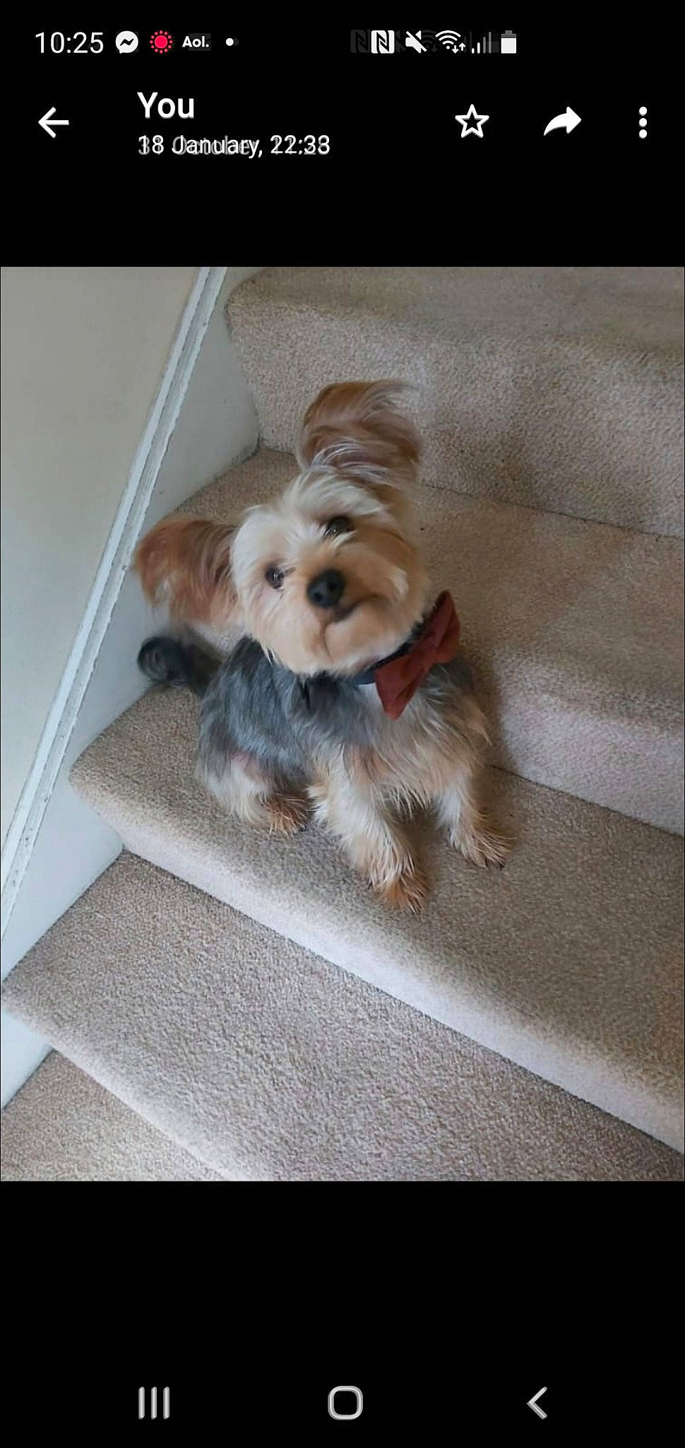 Cubby joined the competition — help win amazing prizes! biewer_terrier, carnivore, companion_dog, dog, dog_breed, dog_clothes, dog_supply, fawn, flooring, fur, liver, maltepoo, puppy_love, small_terrier, snout, sporting_group, terrier, toy, toy_dog, working_animal