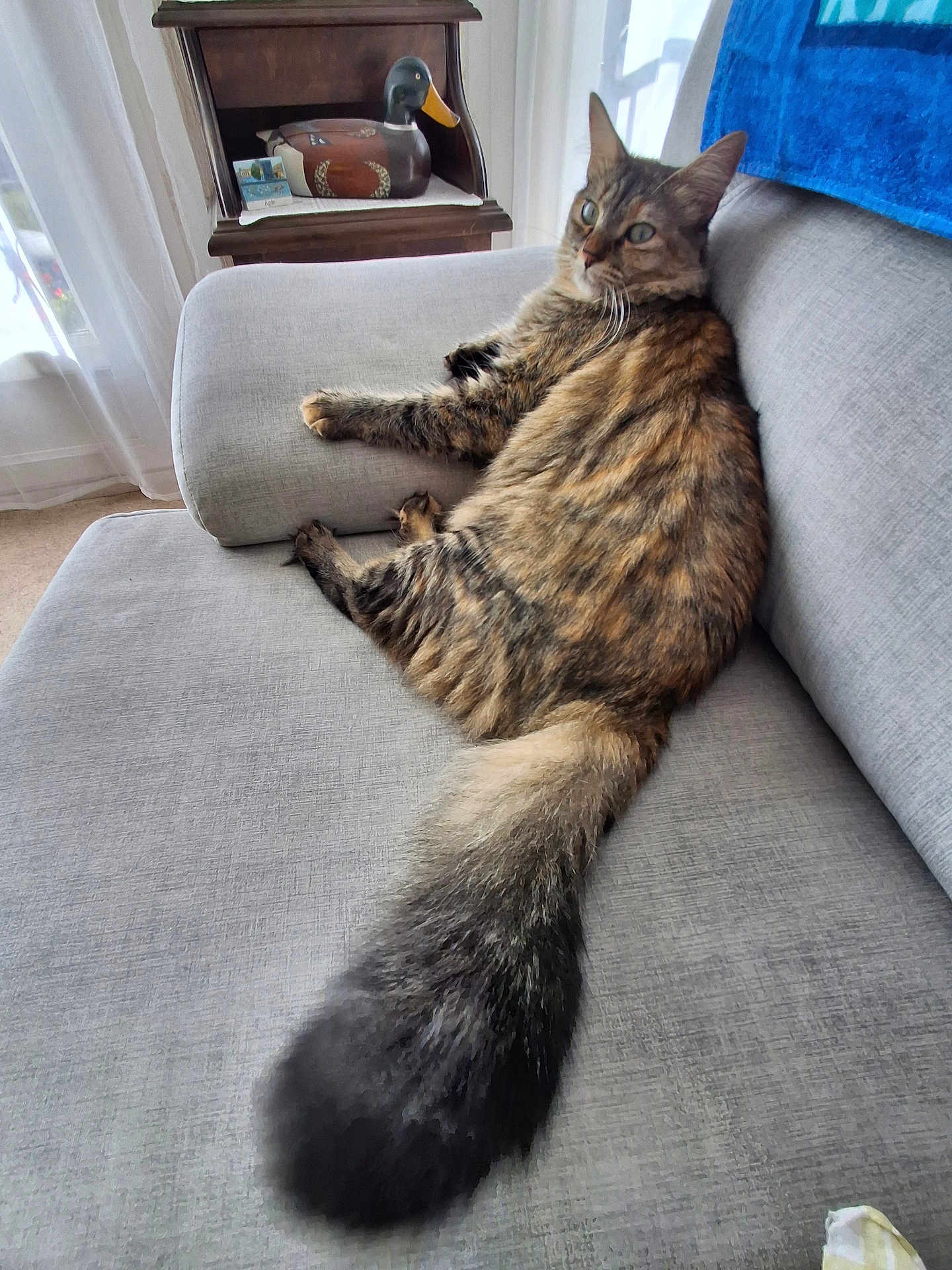 Zoe participe au concours pour gagner de l'argent avec cette photo : cat, tabby, fluffy_tail, couch, gray_fabric, indoor, household, relaxed, pet, feline, wooden_shelf, decorative_duck, natural_light, curtains, carpet, cozy, home, animal, resting, fur