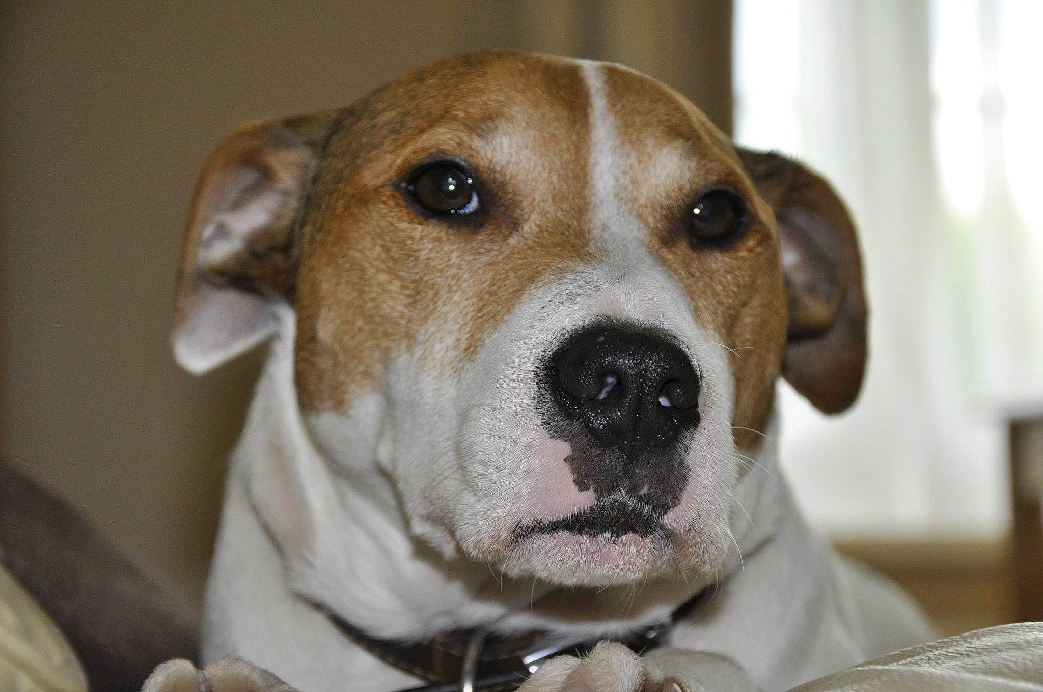 Cooper joined the competition — help win amazing prizes! beaglier, carnivore, collar, companion_dog, dog, dog_breed, fur, sporting_group, whiskers, working_animal