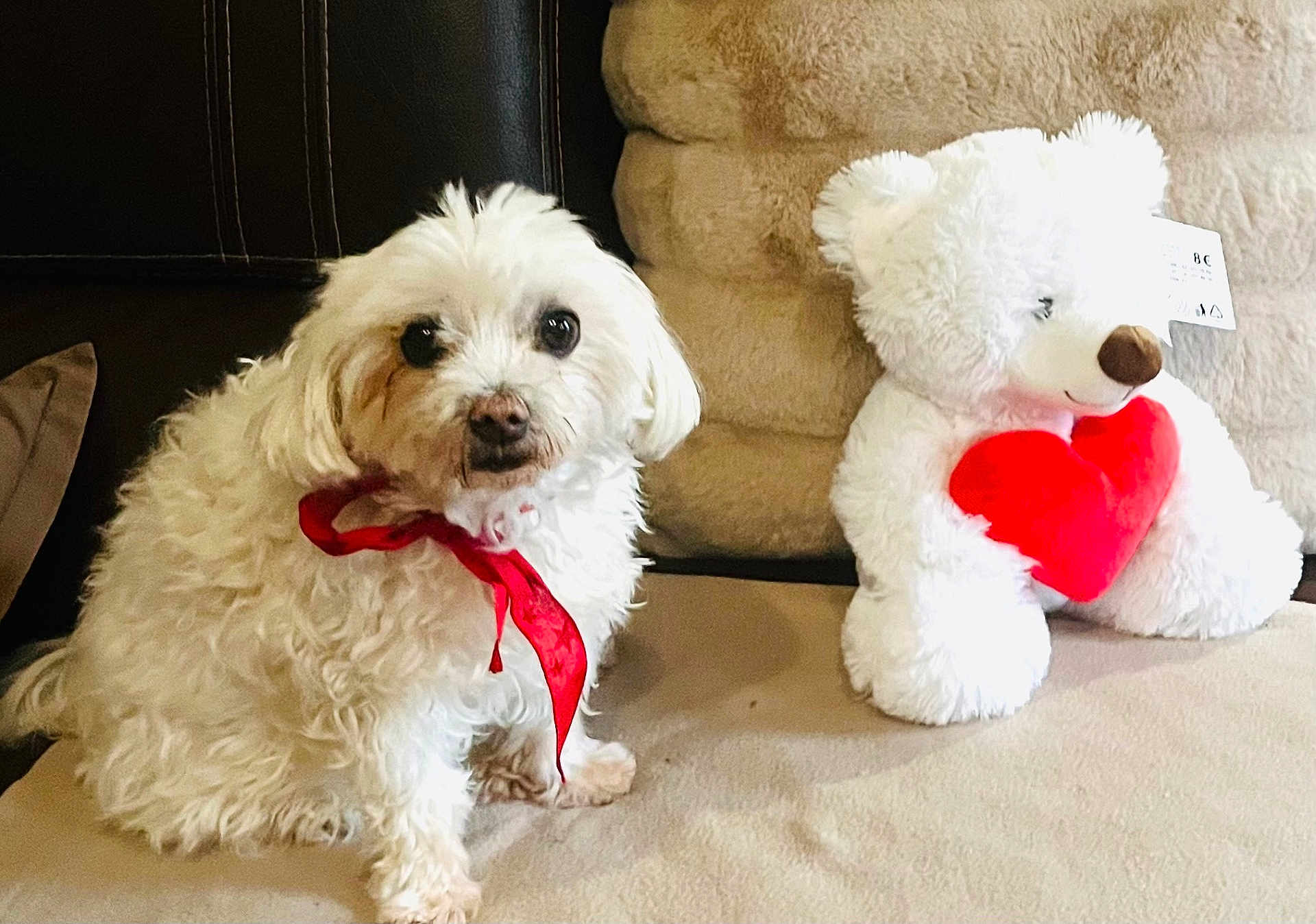 Lucienne participe au concours pour gagner de l'argent avec cette photo : dog, white_dog, red_ribbon, teddy_bear, red_heart, couch, beige_couch, plush_toy, indoor, pet, cute, fluffy, animal, friendship, love, cozy, sitting, fur, adorable, companion