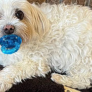 Lucienne a rejoint le concours — aidez-le/la à gagner de superbes lots ! dog, white_dog, fluffy, curly_fur, pet_bed, pacifier, blue_pacifier, lying_down, indoors, close_up, cute, playful, animal, pet, companion, fur, relaxed, brown_background, looking_up, small_dog