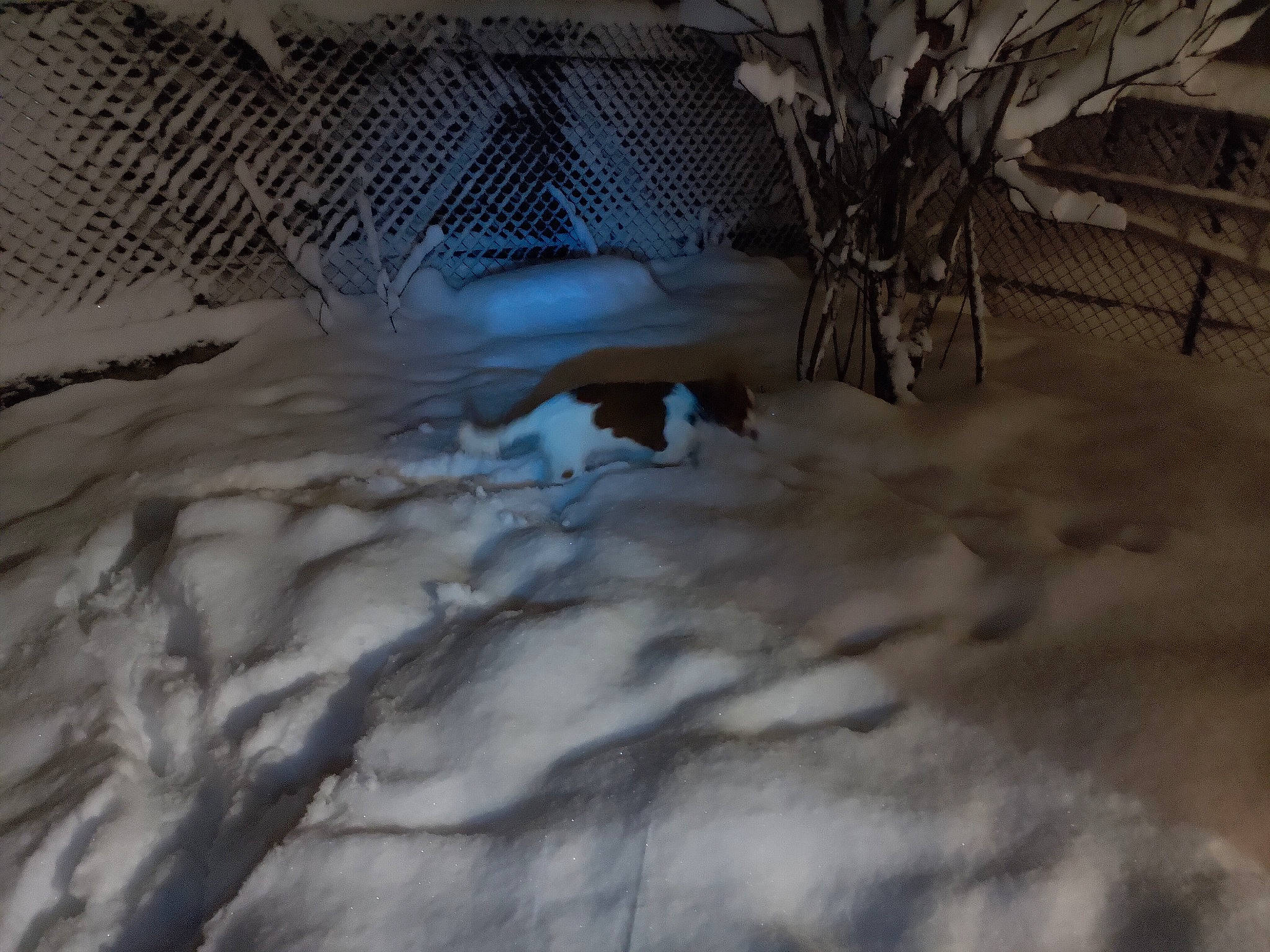 Maïka a rejoint le concours — aidez-le/la à gagner de superbes lots ! freezing, mesh, net, snow, wire_fencing