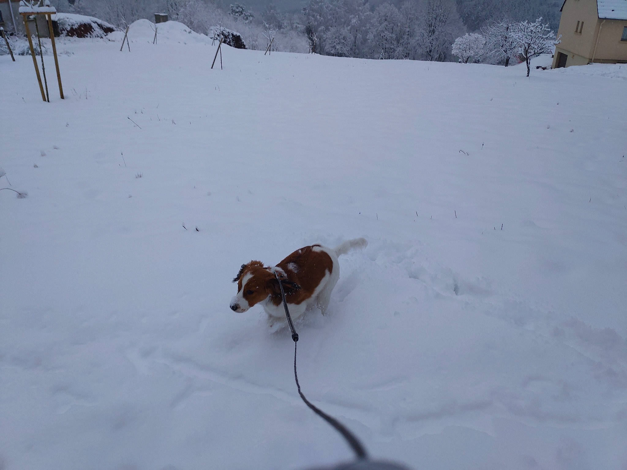 Maïka participe au concours pour gagner de l'argent avec cette photo : canidae, carnivore, companion_dog, dog, dog_breed, fawn, freezing, geological_phenomenon, glacial_landform, ice, liver, pack_animal, precipitation, slope, snow, sporting_group, tail, winter, working_animal, working_dog