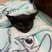 Luna is registered to the contest to win money with this photo: kitten, cat, sleeping, blanket, soft, cozy, black_fur, ears, nap, cute, animal, pet, indoor, rest, feline, fur, comfort, peaceful, closeup, domestic