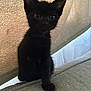 Luna joined the competition — help win amazing prizes! black_kitten, cat, pet, animal, feline, indoor, couch, blanket, curious, small, fur, whiskers, ears, sitting, cute, young, cozy, domestic, furniture, soft