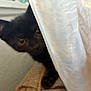Luna is registered to the contest to win money with this photo: kitten, black_cat, curious, peeking, curtain, indoor, soft_light, ears, eyes, pet, animal, feline, texture, window, wall, close_up, whiskers, young, cute, hidden