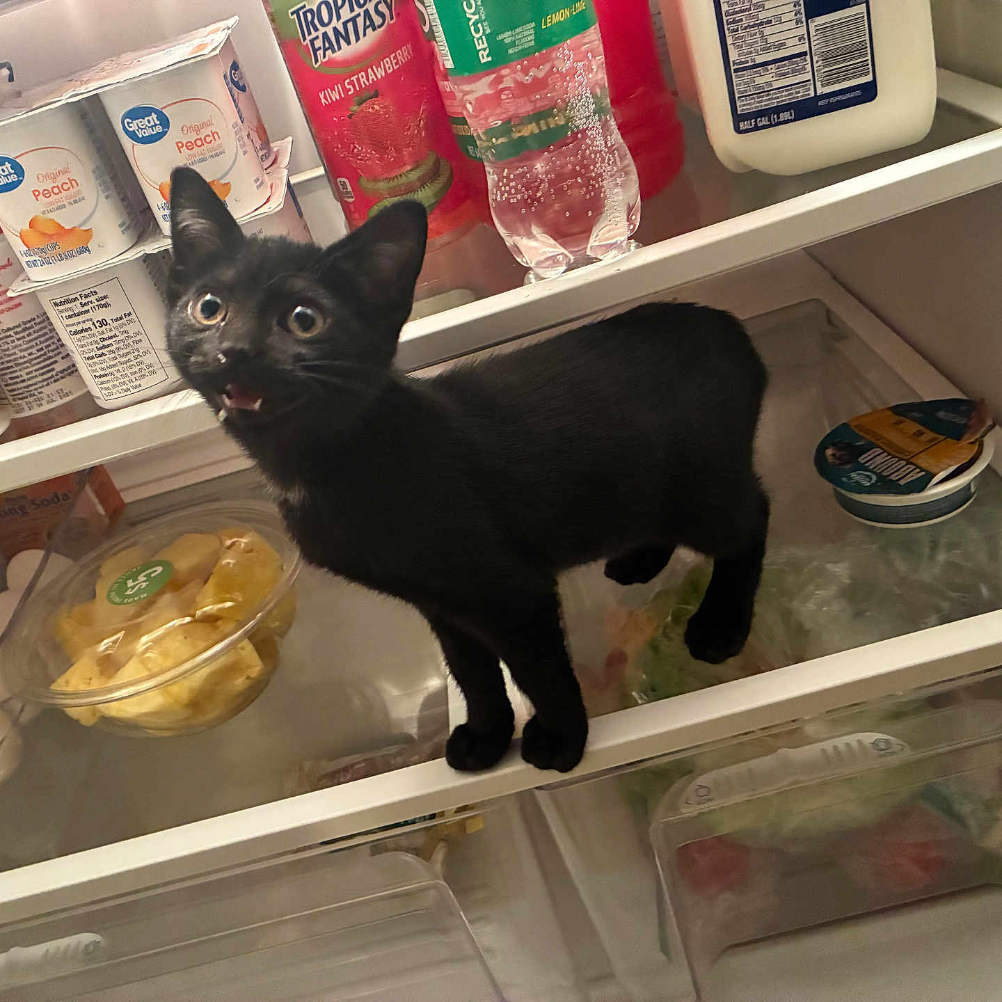 Luna joined the competition — help win amazing prizes! animal, beverage, black_cat, curious, dairy, eggs, food_container, fridge, fruit, household, indoor, kitten, milk, open_mouth, pet, pineapple, plastic_bottle, refrigerator_shelf, surprise, yogurt