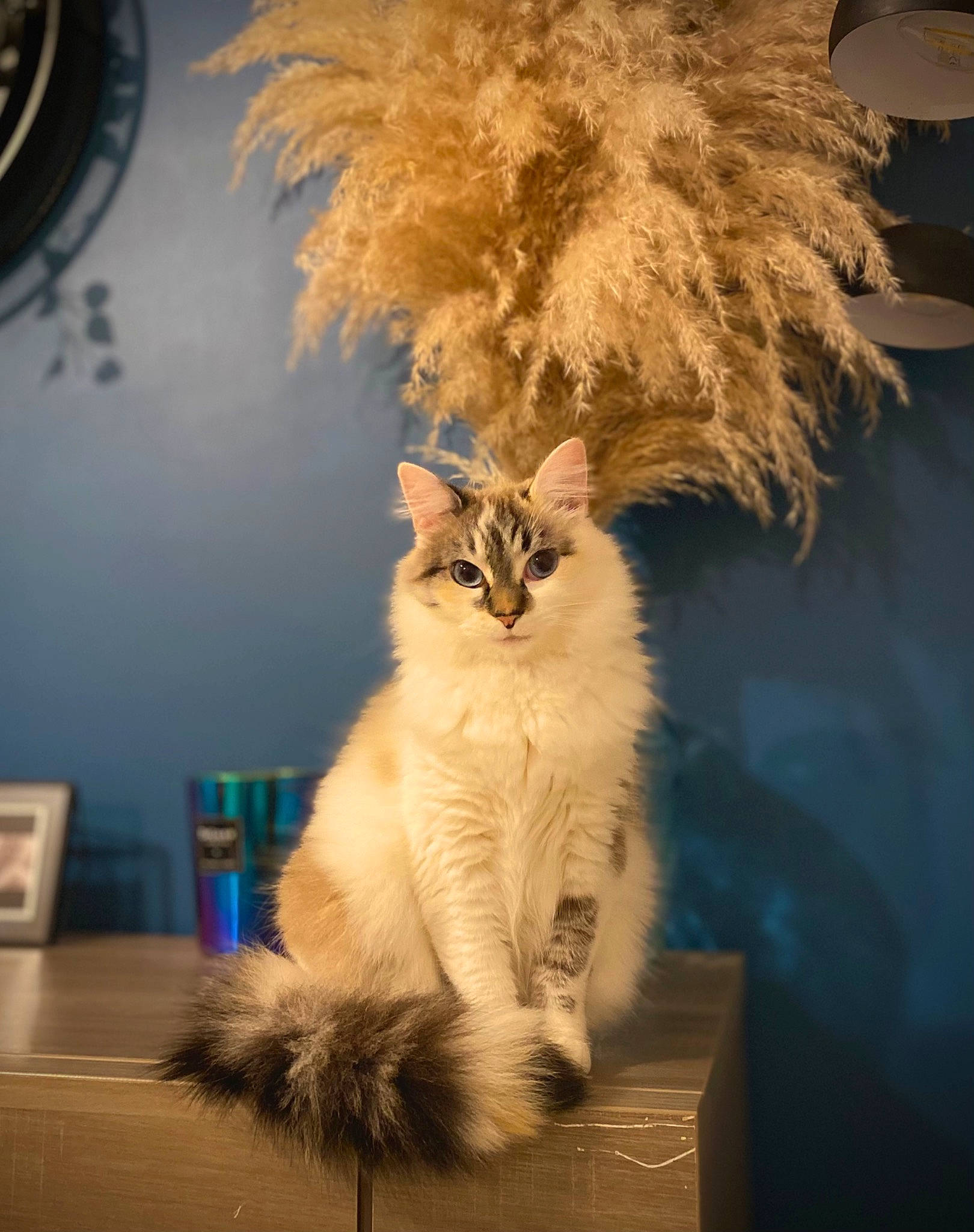 Kenza participe au concours pour gagner de l'argent avec cette photo : arecales, carnivore, cat, darkness, electric_blue, entertainment, event, feather, felidae, fur, night, paw, plant, small_to_medium_sized_cats, tail, tree, whiskers, winter