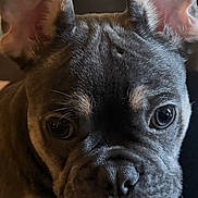 Daxx joined the competition — help win amazing prizes! animal, black, brown, close_up, curious, cute, dog, ears, eyes, face, french_bulldog, fur, indoors, nose, pet, portrait, puppy, snout, whiskers, wrinkles