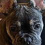 animal, black, brown, close_up, curious, cute, dog, ears, eyes, face, french_bulldog, fur, indoors, nose, pet, portrait, puppy, snout, whiskers, wrinkles
