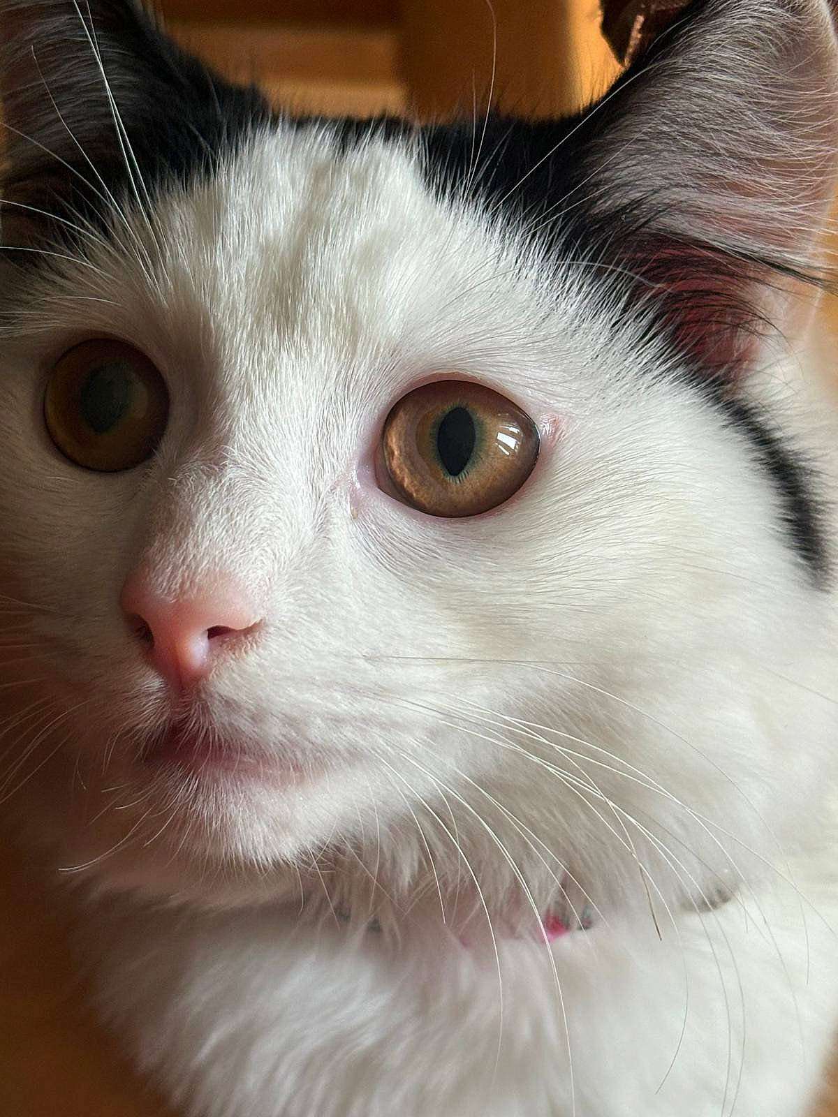 Cherri is registered to the contest to win money with this photo: carnivore, cat, close_up, domestic_short_haired_cat, eye, eyebrow, felidae, fur, head, iris, small_to_medium_sized_cats, snout, whiskers