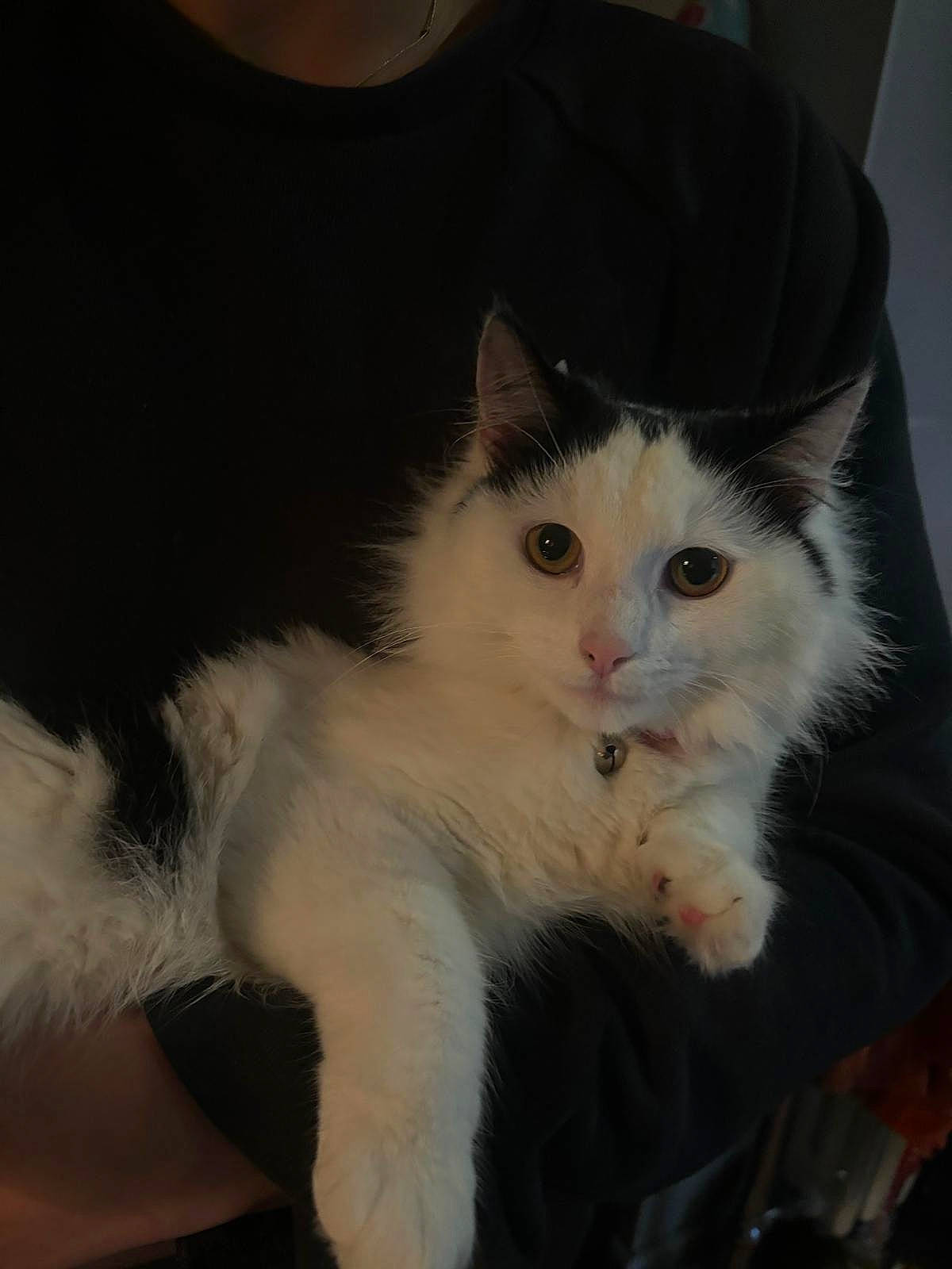 Cherri is registered to the contest to win money with this photo: carnivore, cat, claw, comfort, domestic_short_haired_cat, ear, eye, fawn, felidae, foot, fur, lap, paw, sitting, sleeve, small_to_medium_sized_cats, snout, tail, whiskers