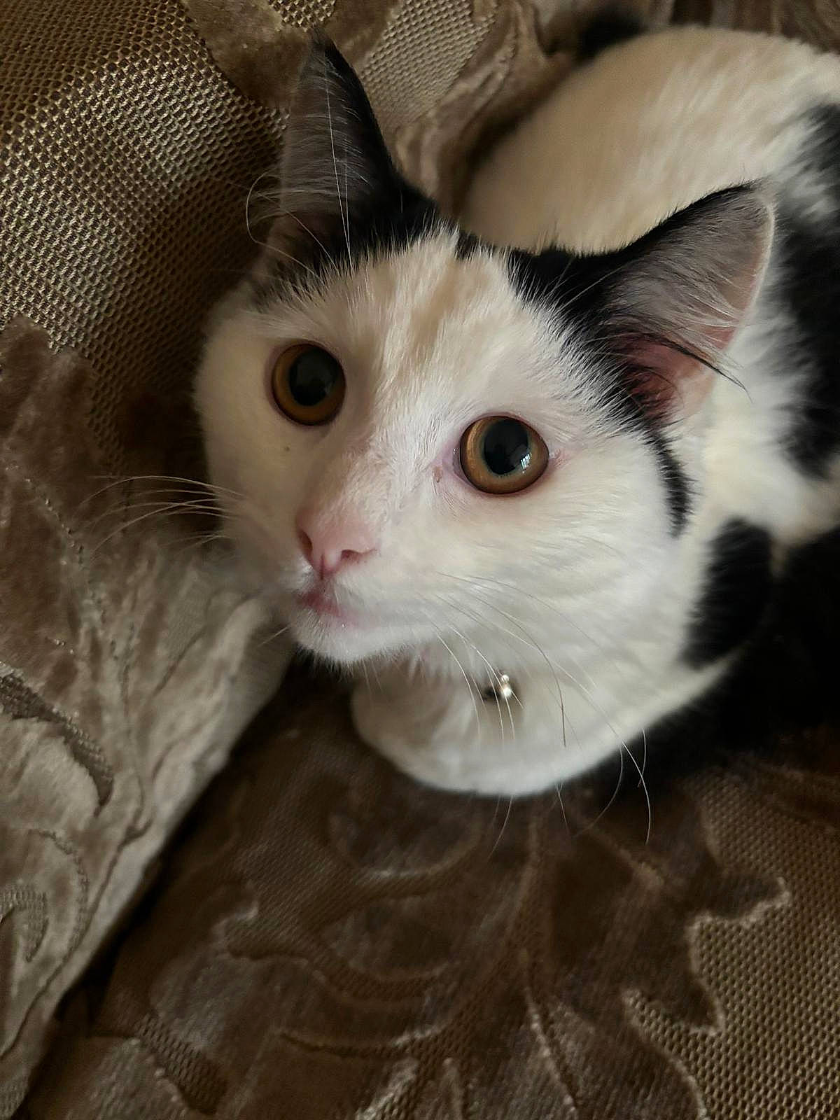 Cherri is registered to the contest to win money with this photo: box, carnivore, cat, comfort, domestic_short_haired_cat, ear, eye, eyebrow, fawn, felidae, fur, head, paw, small_to_medium_sized_cats, snout, tail, tree, whiskers, window