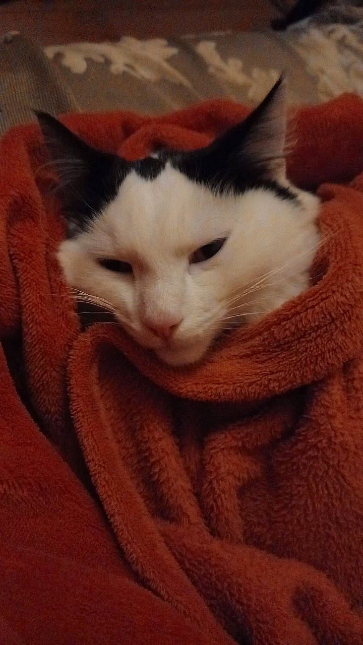 Cherri joined the competition — help win amazing prizes! carnivore, cat, comfort, domestic_short_haired_cat, eye, fawn, felidae, fur, head, paw, small_to_medium_sized_cats, snout, tail, whiskers, wood