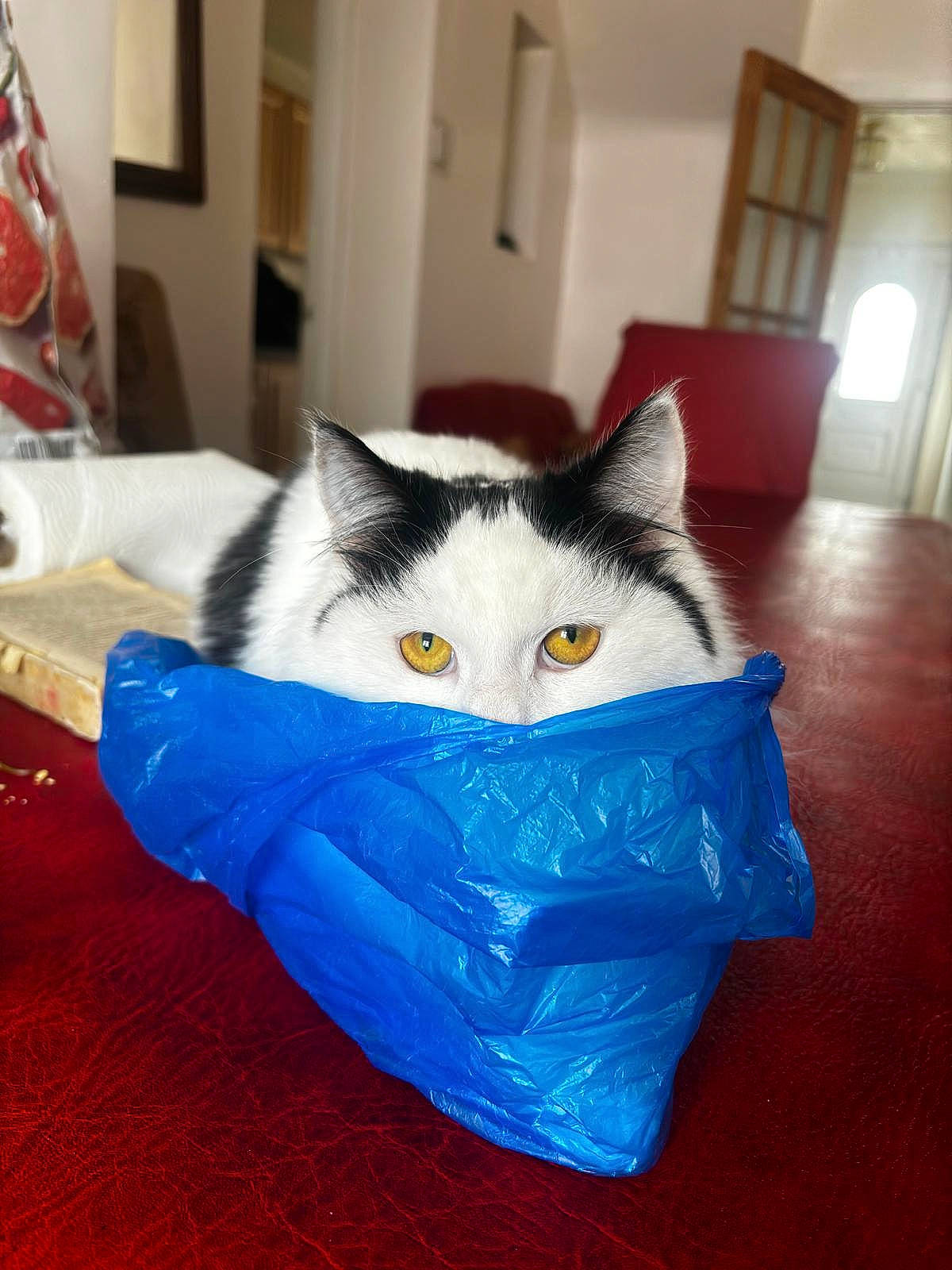 Cherri is registered to the contest to win money with this photo: box, cardboard, carnivore, carton, cat, cat_supply, comfort, domestic_short_haired_cat, electric_blue, felidae, flooring, fur, hardwood, packaging_and_labeling, packing_materials, pet_supply, room, small_to_medium_sized_cats, snout, whiskers