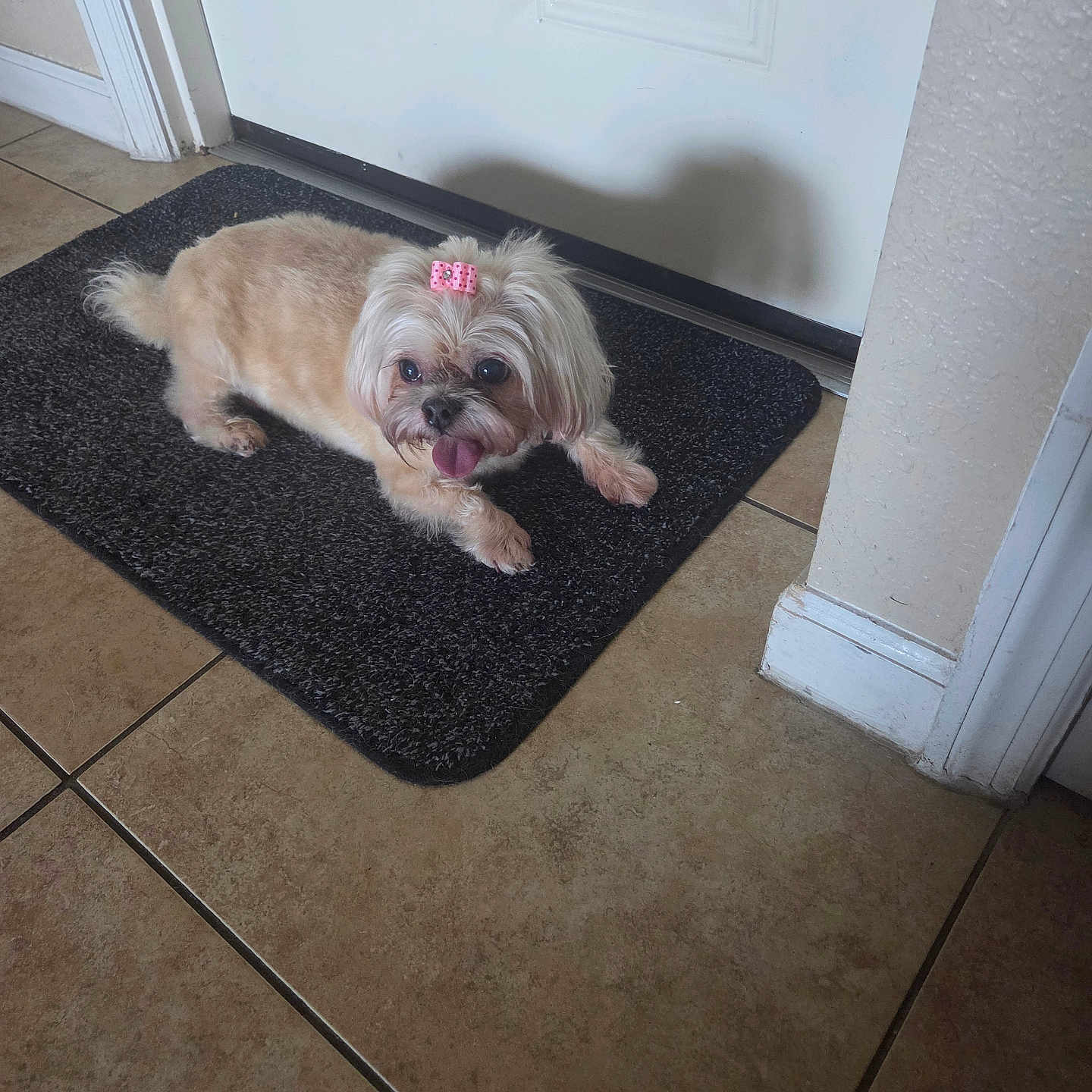 Dolly