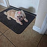 dog, small_dog, bow, pet, indoor, mat, door, tile_floor, tongue_out, cute, fluffy, looking_up, animal, companion, happy, playful, home, floor, resting, light