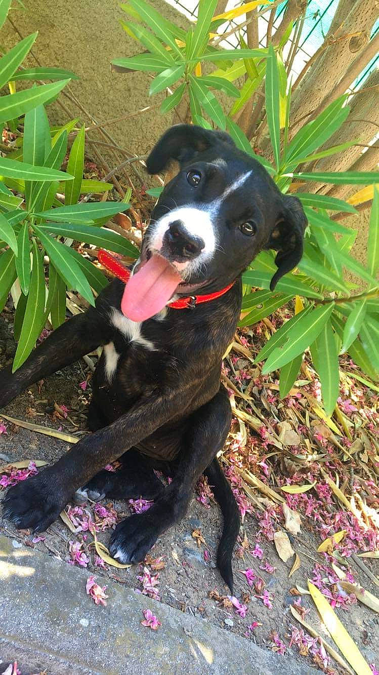 Névia participe au concours pour gagner de l'argent avec cette photo : arecales, borador, canidae, carmine, carnivore, collar, companion_dog, dog, dog_breed, dog_collar, fawn, grass, mcnab, palm_tree, plant, saw_palmetto, sporting_group, tail, terrestrial_plant, working_animal