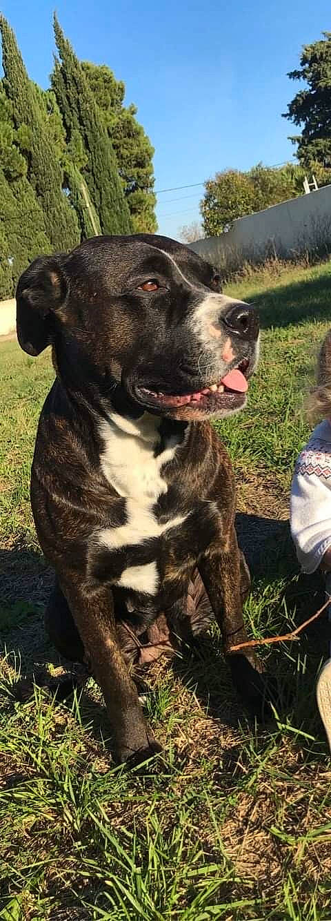 Névia a rejoint le concours — aidez-le/la à gagner de superbes lots ! canidae, carnivore, collar, companion_dog, dog, dog_breed, dog_collar, fawn, grass, guard_dog, molosser, plant, sky, snout, sporting_group, terrestrial_animal, tree, whiskers, working_animal, working_dog