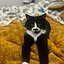 Tagada participe au concours pour gagner de l'argent avec cette photo : animal, bed, black_and_white_cat, blanket, cat, cozy, cute, domestic_animal, feline, fur, indoor, mustard_color, paws, pet, portrait, relaxed, resting, sleepy, soft_texture, whiskers