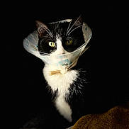 Tagada participe au concours pour gagner de l'argent avec cette photo : animal, black_and_white, blanket, cat, closeup, cone_collar, cozy, curious, dark_background, domestic, face, feline, fluffy, indoor, pet, portrait, sitting, soft_lighting, whiskers, yellow_eyes