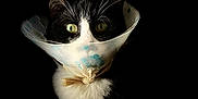 Tagada participe au concours pour gagner de l'argent avec cette photo : animal, black_and_white, black_background, cat, closeup, cone, curious, domestic_cat, ears, face, feline, fur, indoor, pet, portrait, protective_collar, sitting, tuxedo_cat, whiskers, wide_eyes