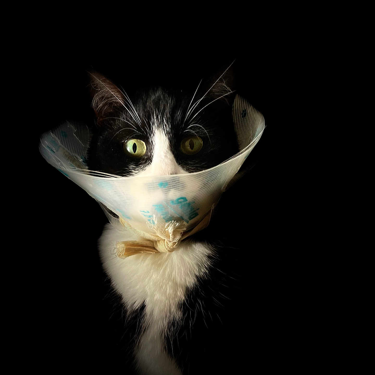 Tagada participe au concours pour gagner de l'argent avec cette photo : animal, black_and_white, black_background, cat, closeup, cone, curious, domestic_cat, ears, face, feline, fur, indoor, pet, portrait, protective_collar, sitting, tuxedo_cat, whiskers, wide_eyes