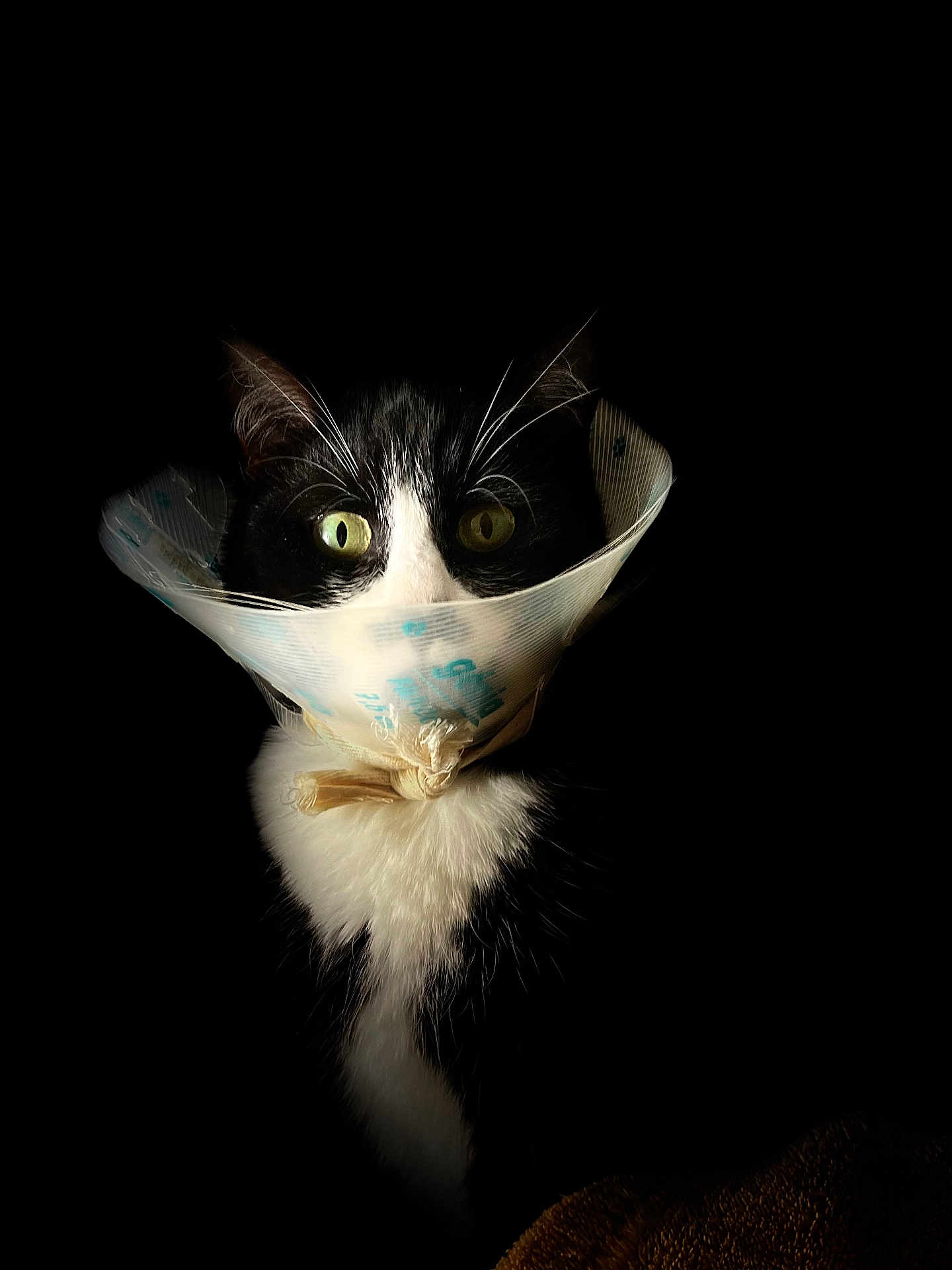 Tagada participe au concours pour gagner de l'argent avec cette photo : animal, black_and_white, black_background, cat, closeup, cone, curious, domestic_cat, ears, face, feline, fur, indoor, pet, portrait, protective_collar, sitting, tuxedo_cat, whiskers, wide_eyes