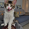 Beau is registered to the contest to win money with this photo: cat, couch, cozy, cute, fur, furniture, green_eyes, home, indoor, kitten, living_room, patterned_cushion, pet, pillow, pink_nose, playful, tabby, tongue_out, whiskers, white_paws